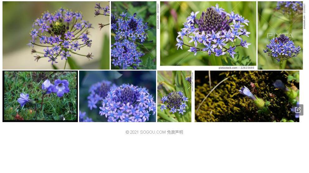 束花蓝钟花照片和图片/