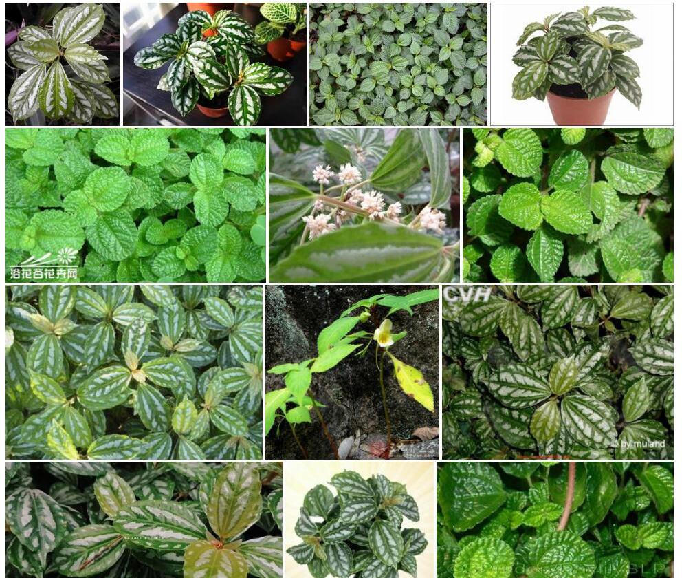 条叶冷水花照片和图片/