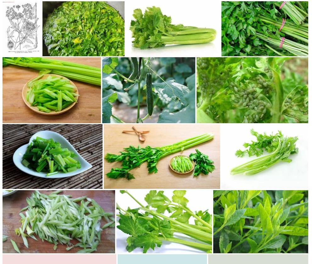 条叶弓翅芹照片和图片/