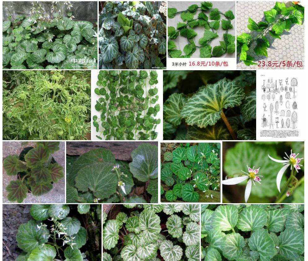 条叶虎耳草照片和图片/