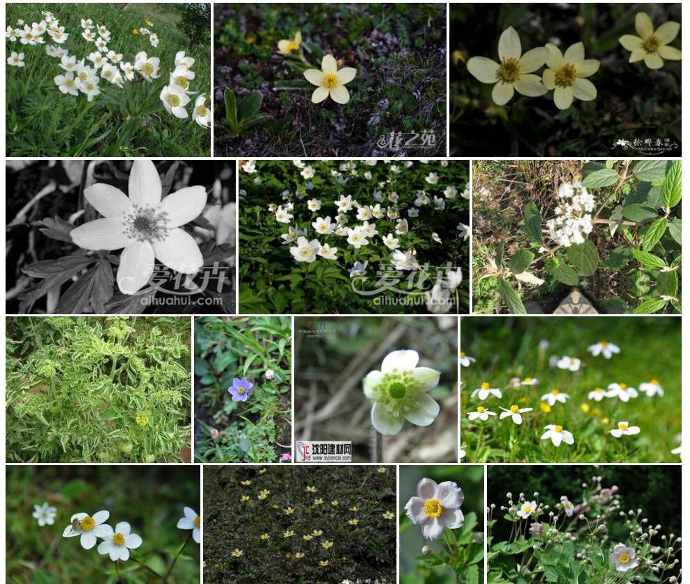 条叶银莲花照片和图片/