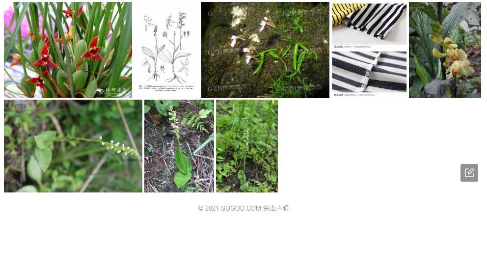 条叶阔蕊兰照片和图片/
