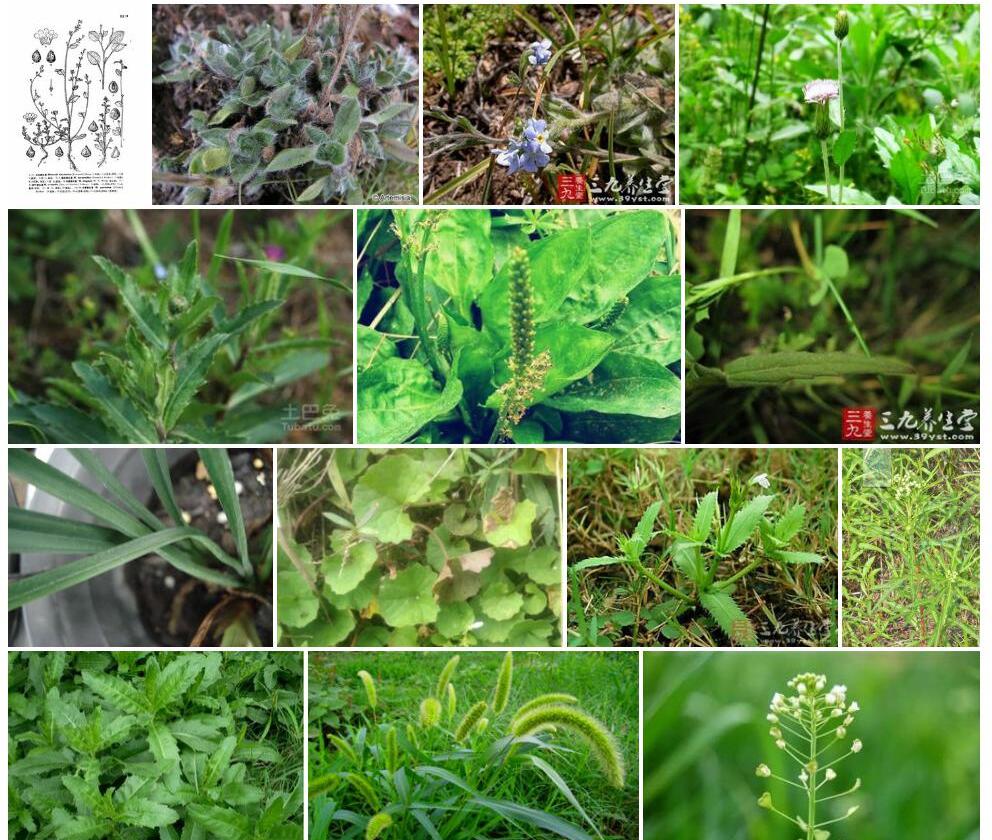 条叶齿缘草照片和图片/