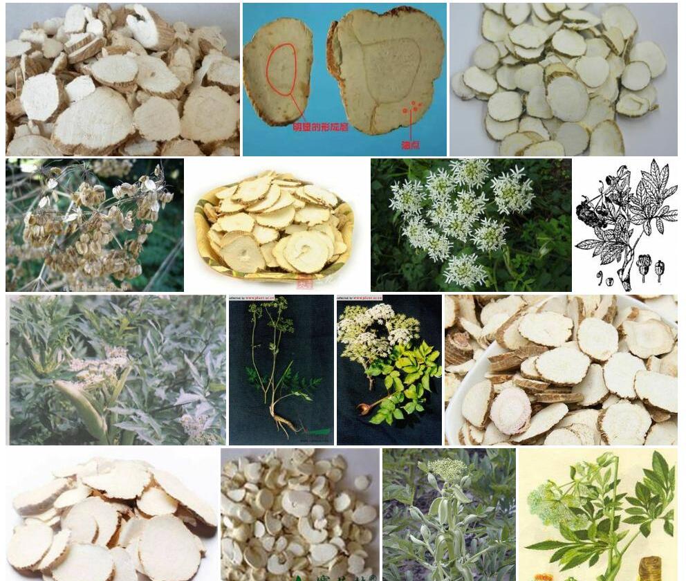 杭白芷照片和图片/