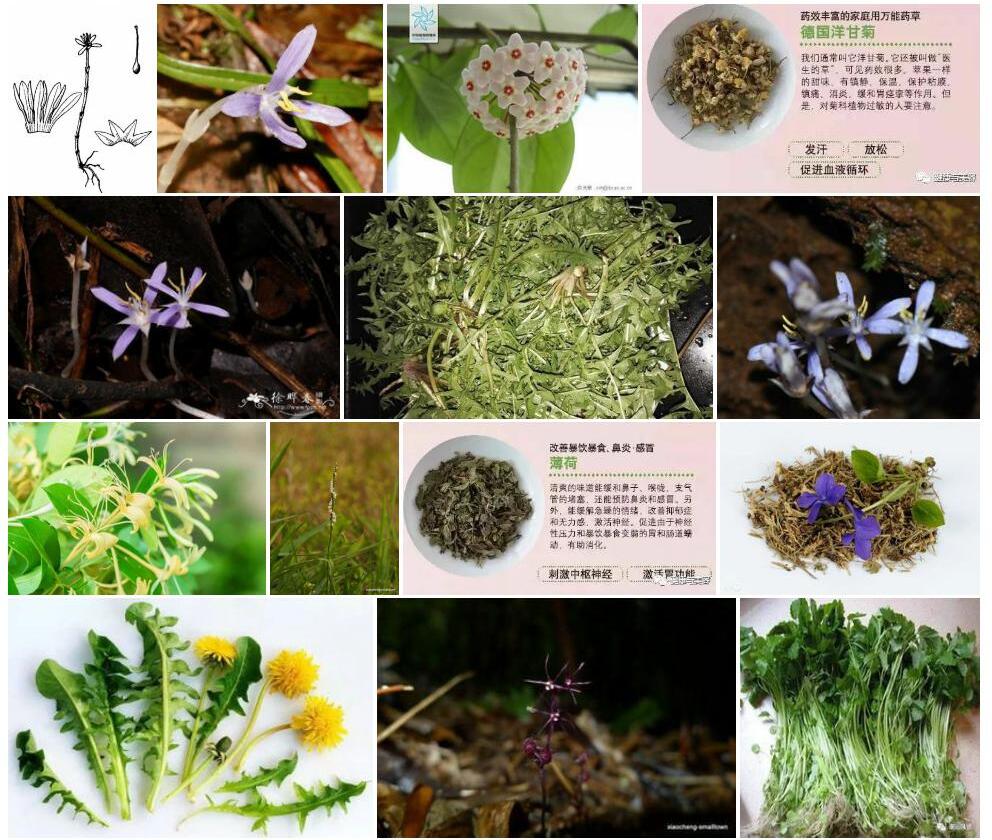 杯药草照片和图片/