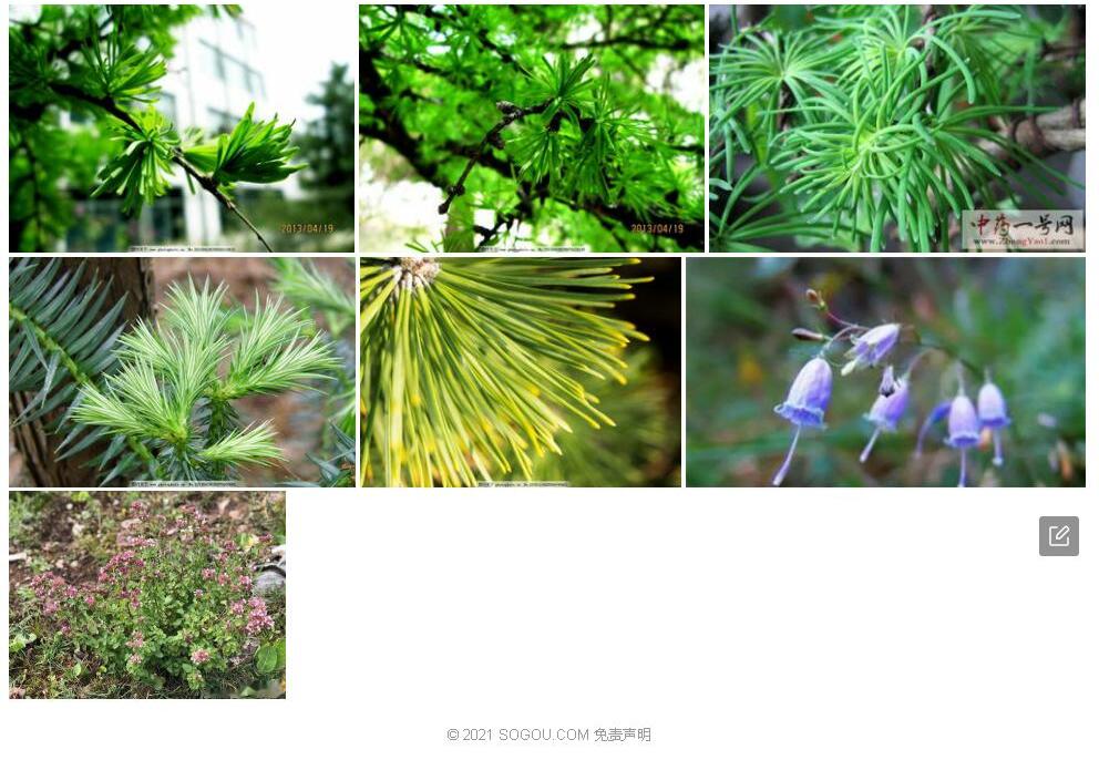 松叶沙参照片和图片/