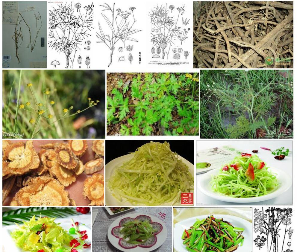 松叶西风芹照片和图片/