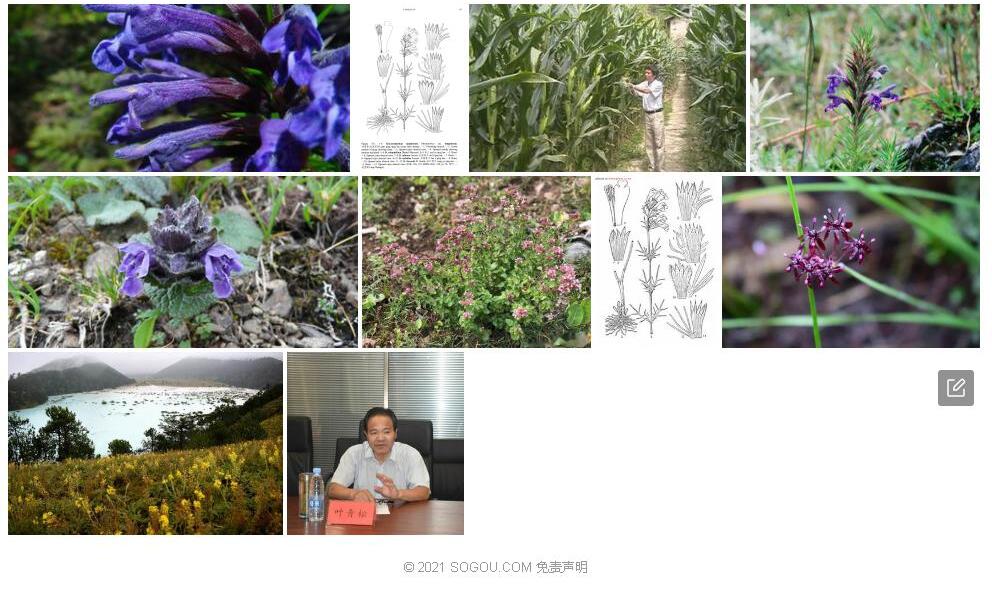 松叶青兰照片和图片/