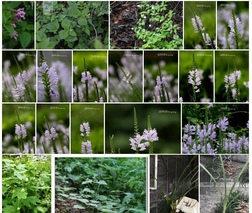 松林华西龙头草照片和图片/