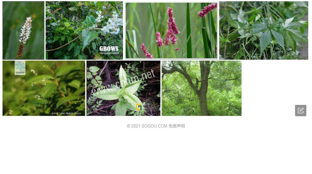 松林蓼照片和图片/