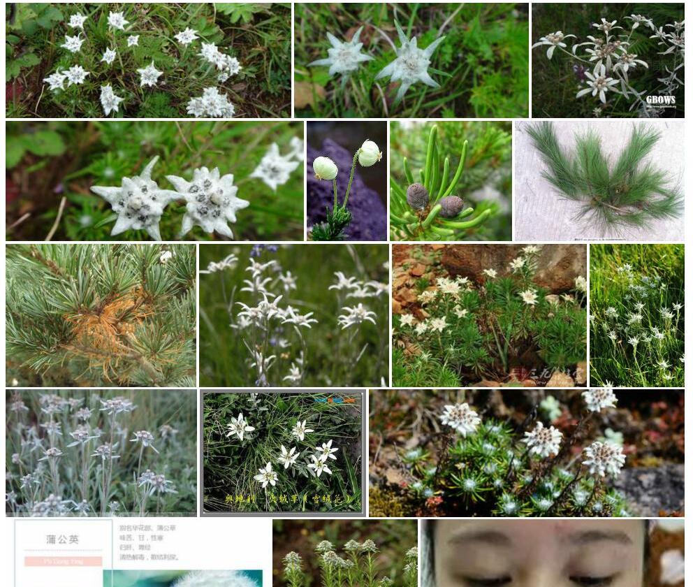 松毛火绒草照片和图片/