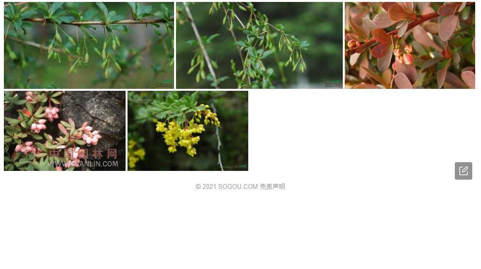 松潘小檗照片和图片/