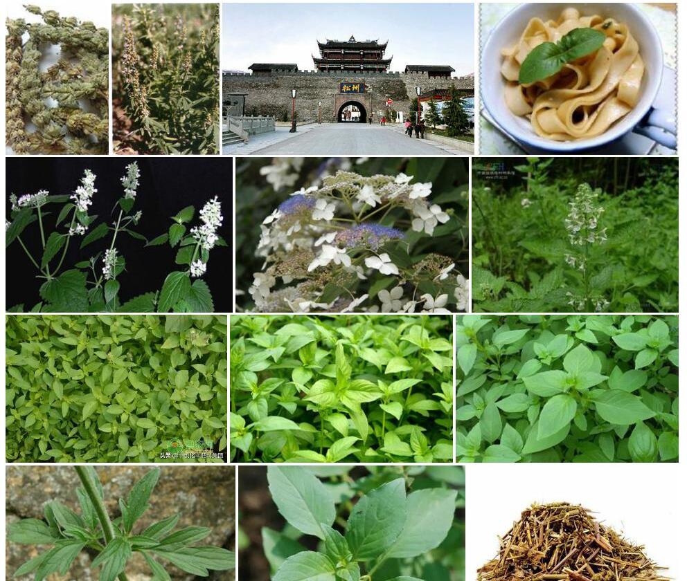 松潘荆芥照片和图片/