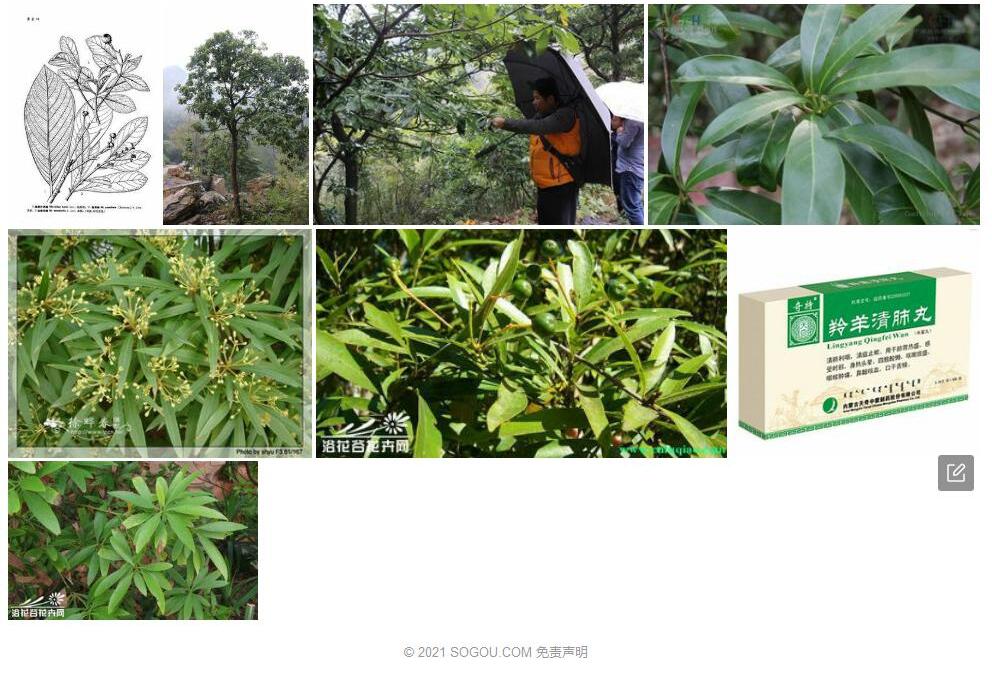枇杷叶润楠照片和图片/