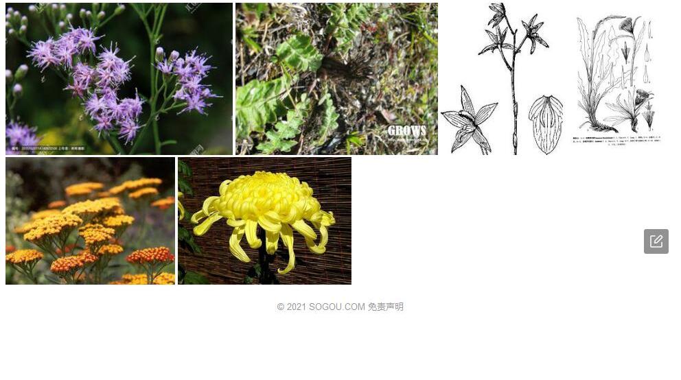 林周风毛菊照片和图片/