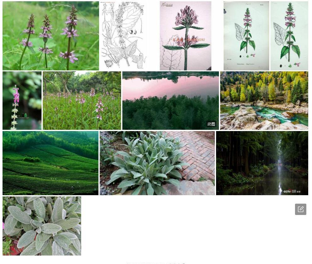 林地水苏照片和图片/