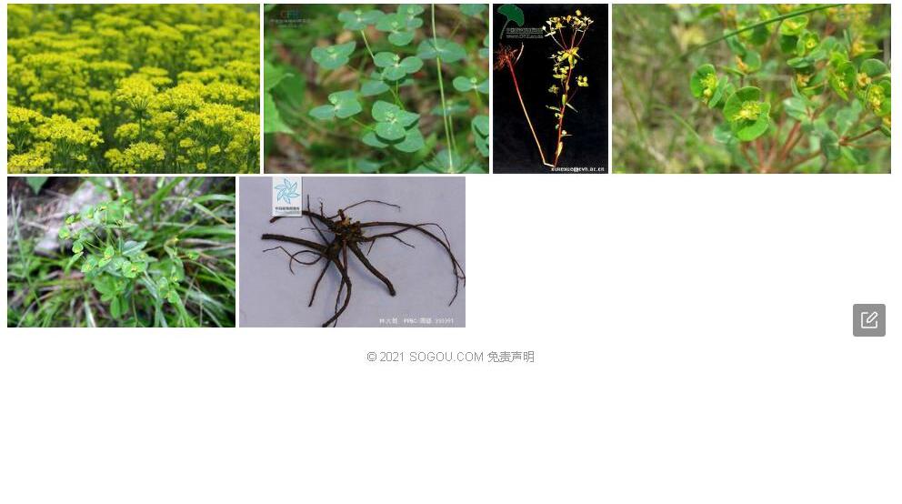 林大戟照片和图片/