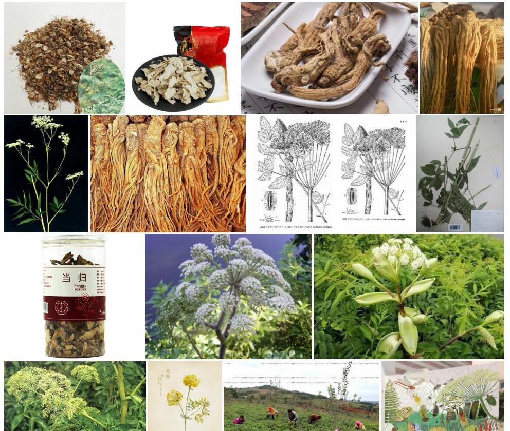林当归照片和图片/