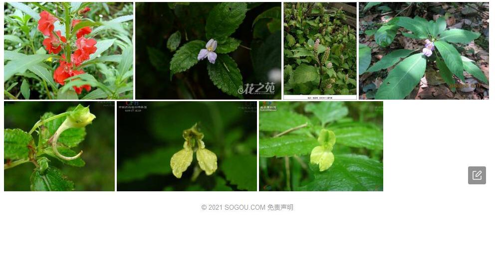 林生凤仙花照片和图片/