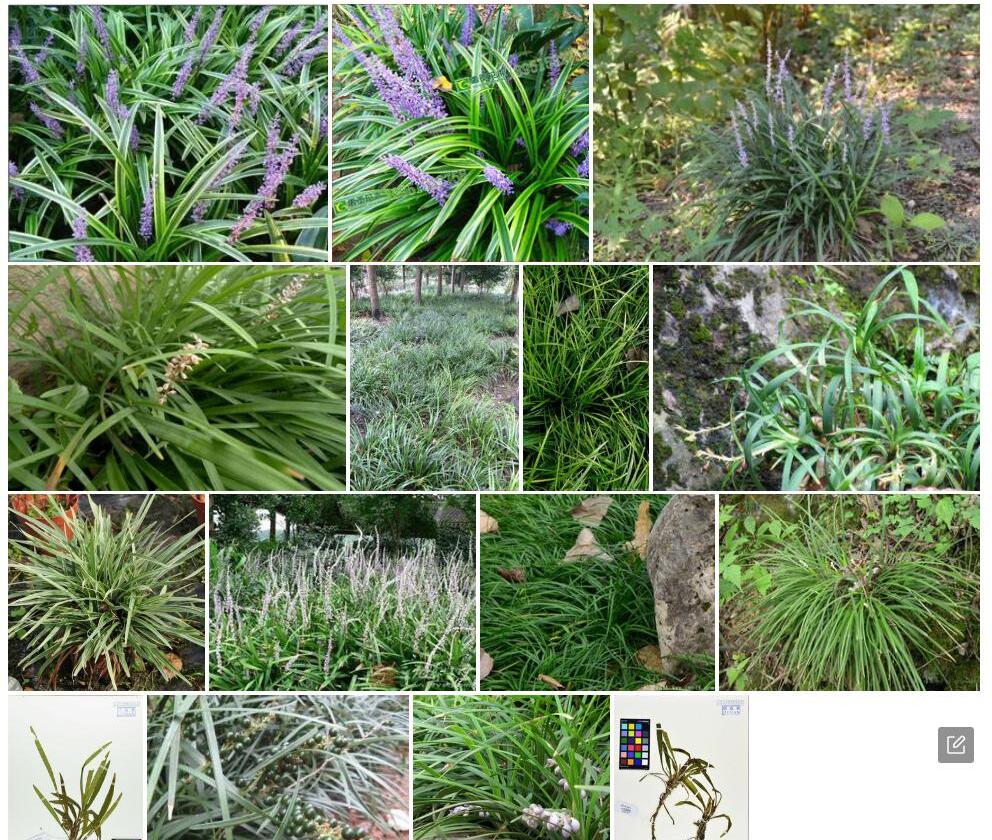 林生沿阶草照片和图片/