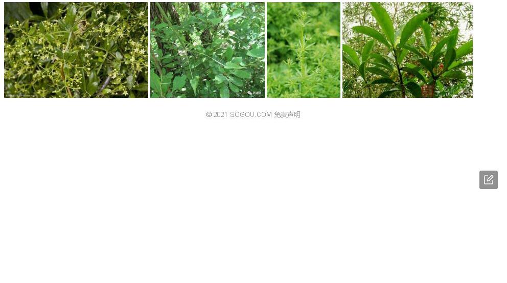 林生茜草照片和图片/