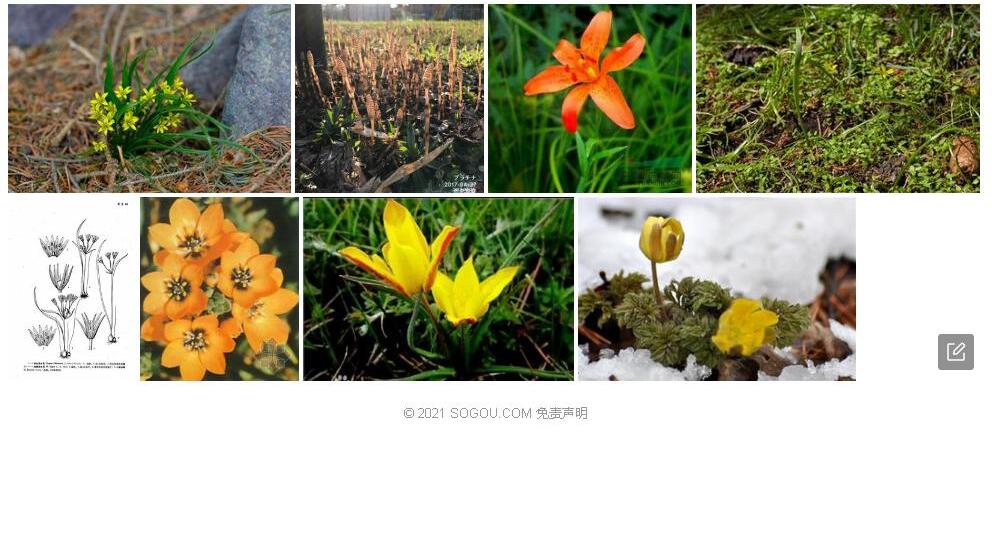 林生顶冰花照片和图片/