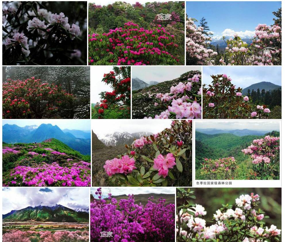 林芝杜鹃照片和图片/