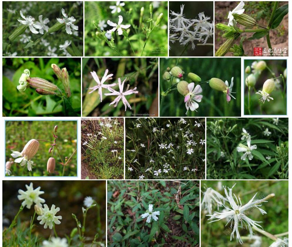 林芝蝇子草照片和图片/