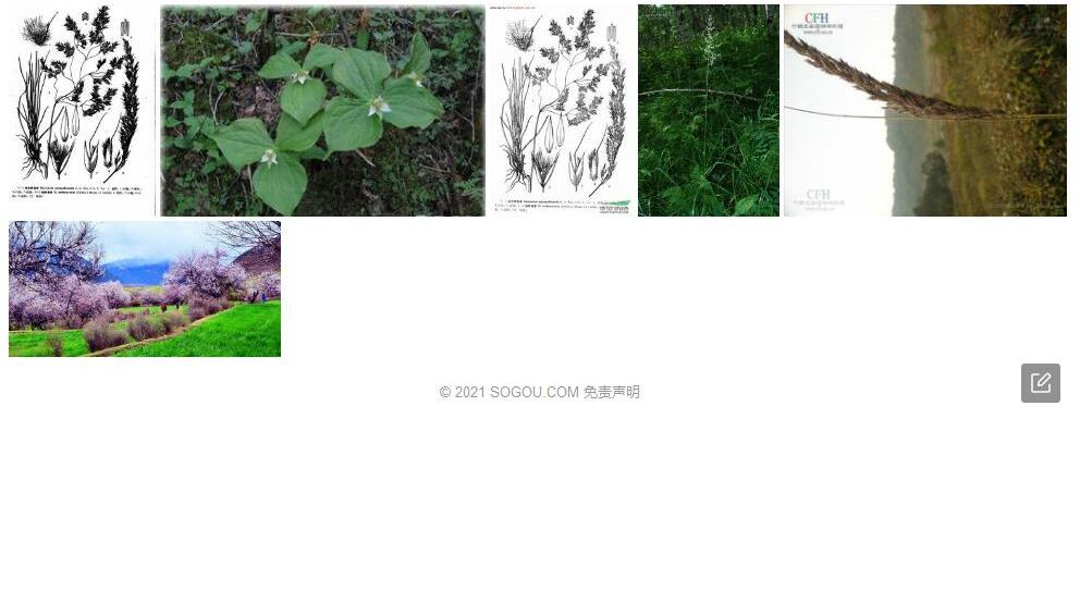 林芝野青茅照片和图片/