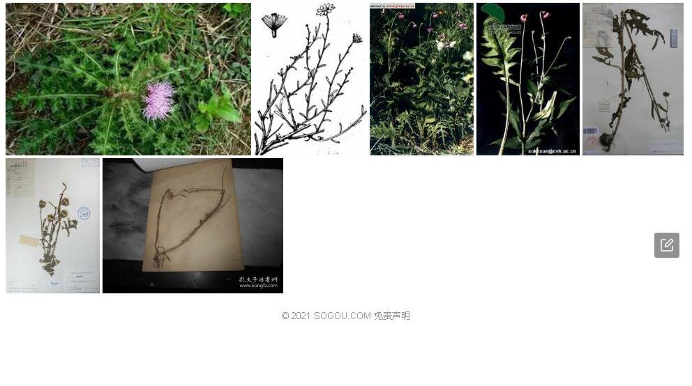 林蓟照片和图片/