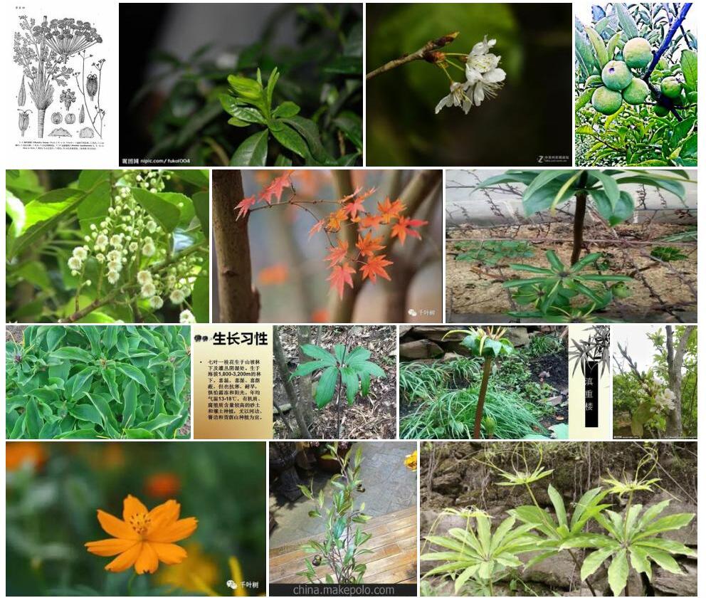 枝花李榄照片和图片/