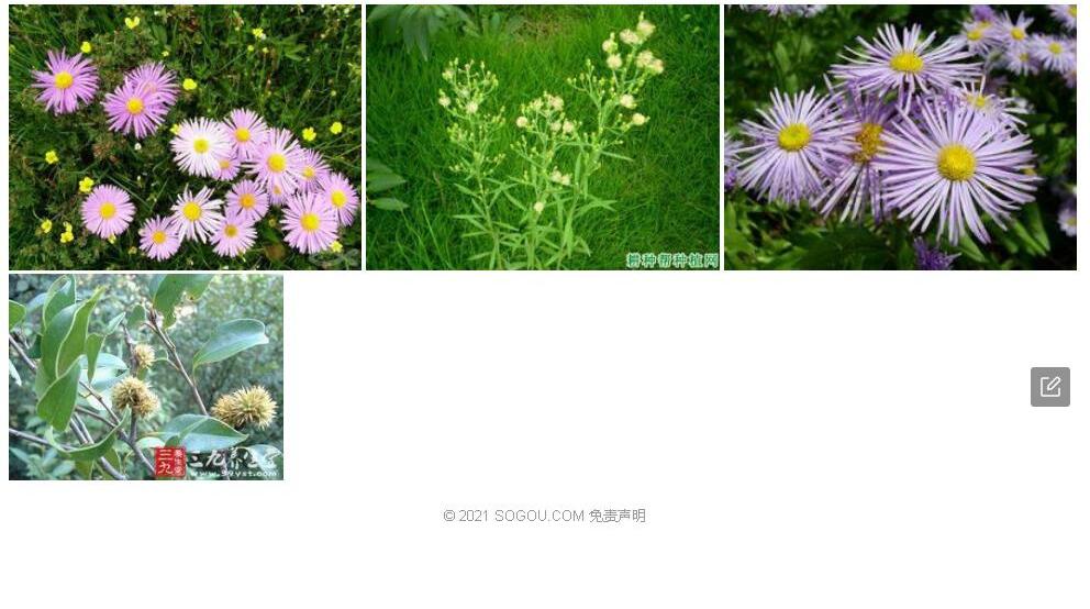 柄叶飞蓬照片和图片/