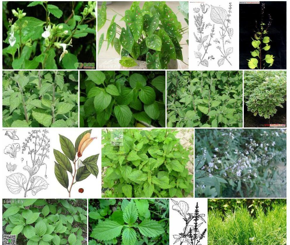 柄叶香茶菜照片和图片/