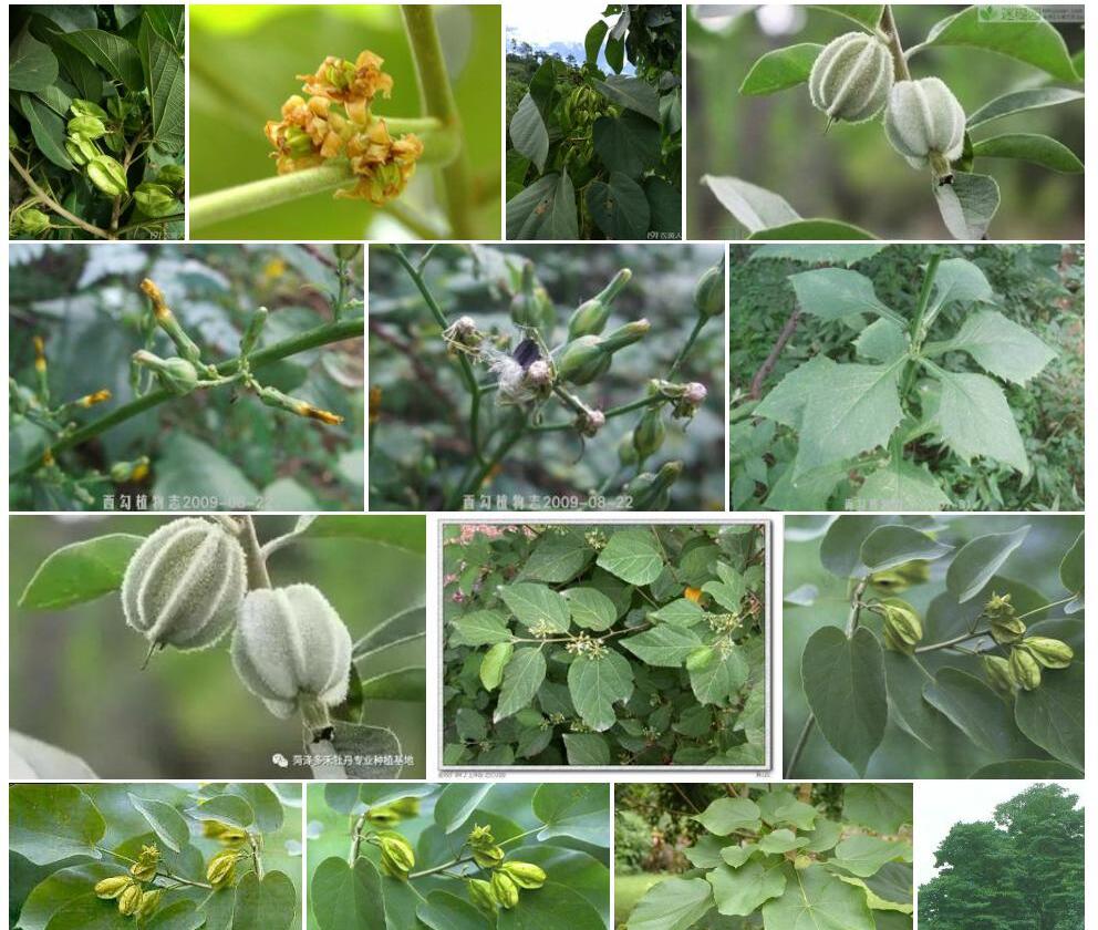 柄翅果照片和图片/