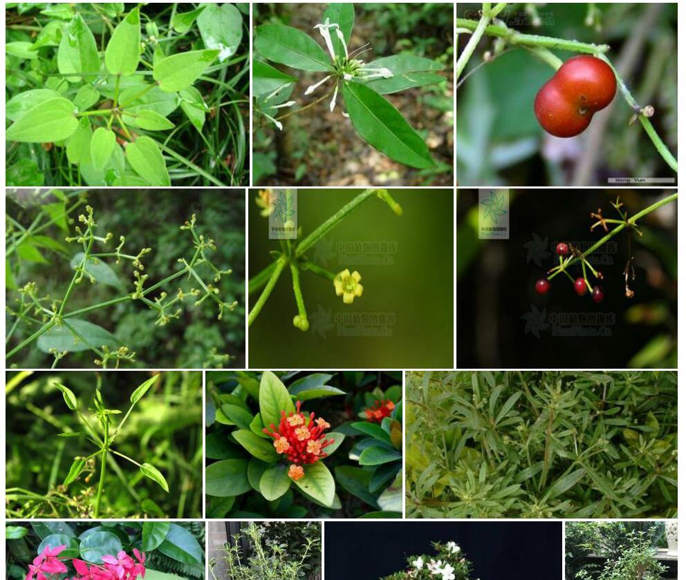 柄花茜草照片和图片/