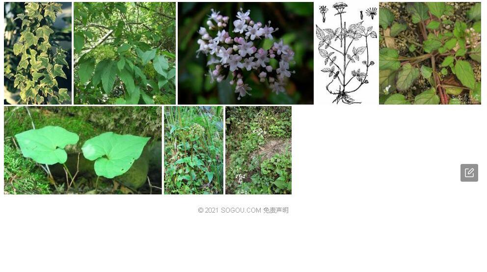 柔垂缬草照片和图片/