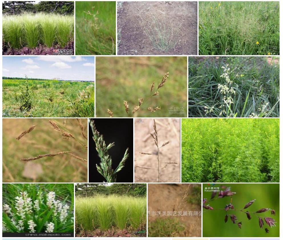 柔枝碱茅照片和图片/
