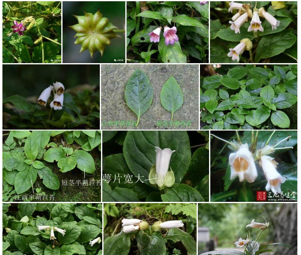 柔毛半蒴苣苔照片和图片/