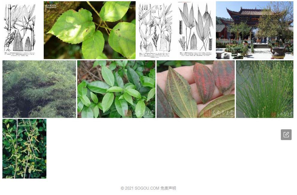 柔毛筇竹照片和图片/
