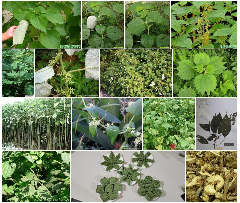 柔毛苎麻照片和图片/