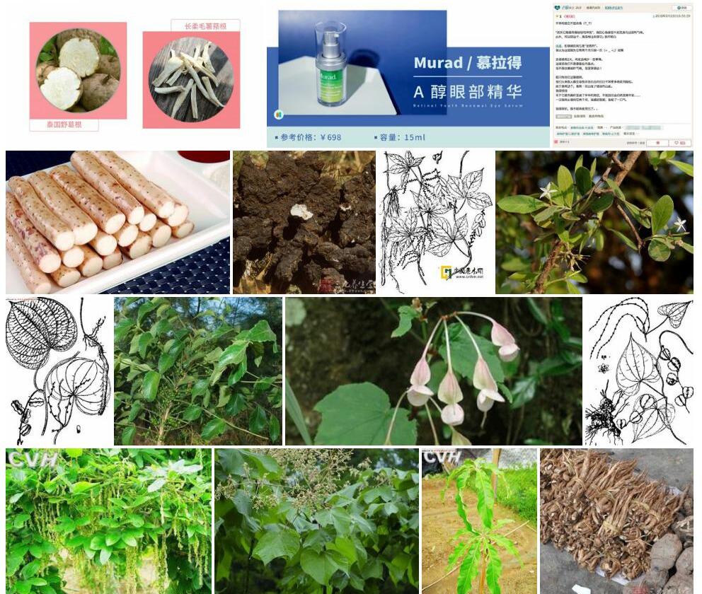 柔毛薯蓣照片和图片/