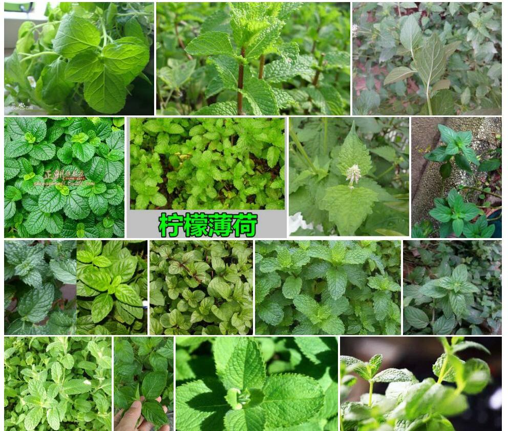 柠檬留兰香照片和图片/