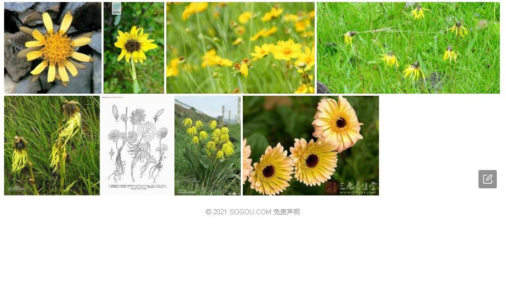 柠檬色垂头菊照片和图片/