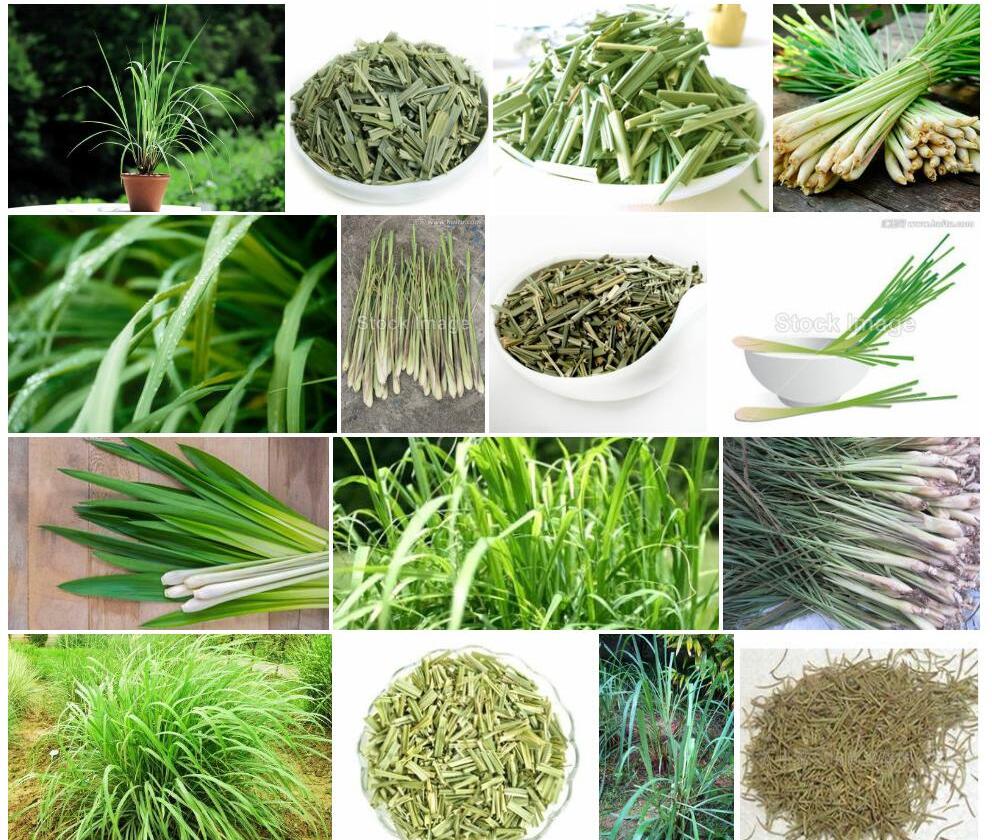 柠檬草照片和图片/