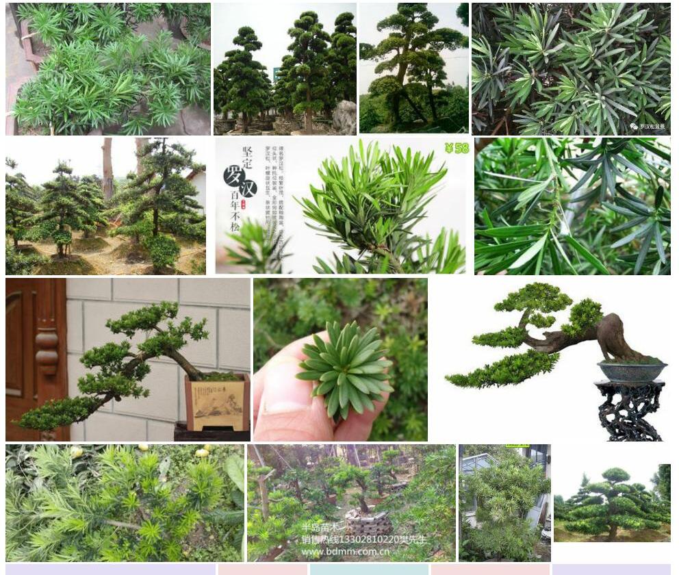 柱冠罗汉松照片和图片/