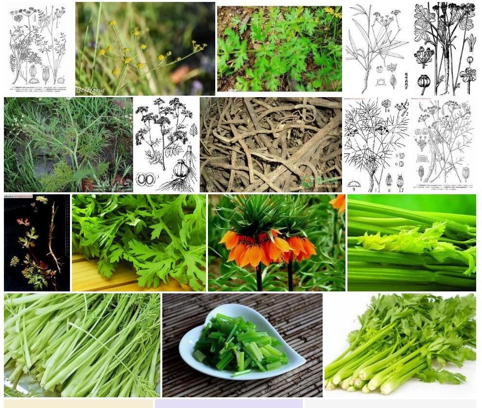 柱冠西风芹照片和图片/