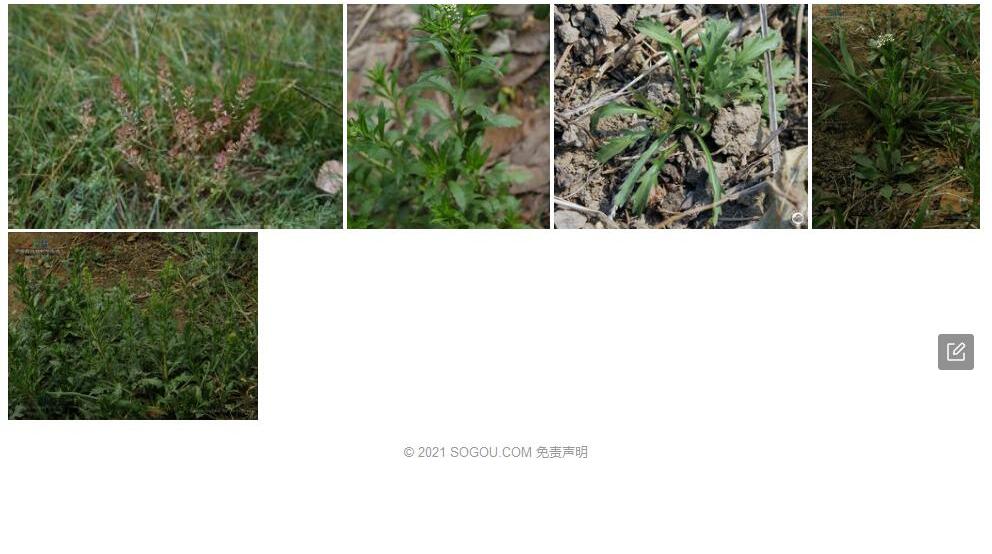 柱毛独行菜照片和图片/