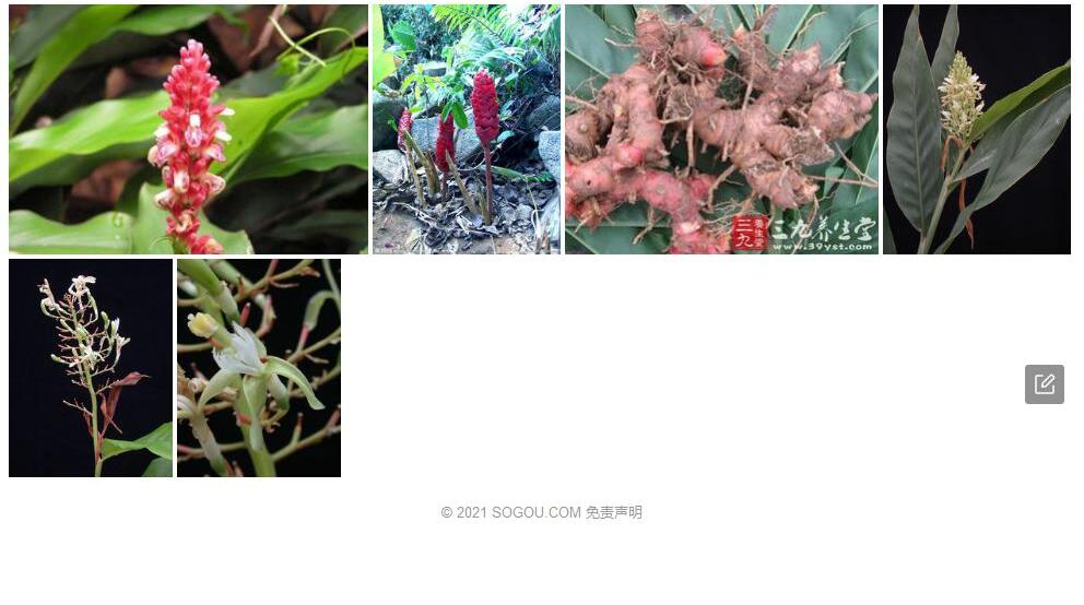 柱穗山姜照片和图片/