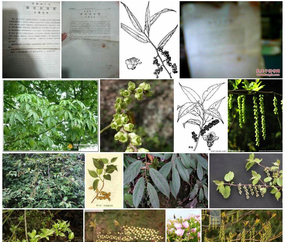 柳叶旌节花照片和图片/
