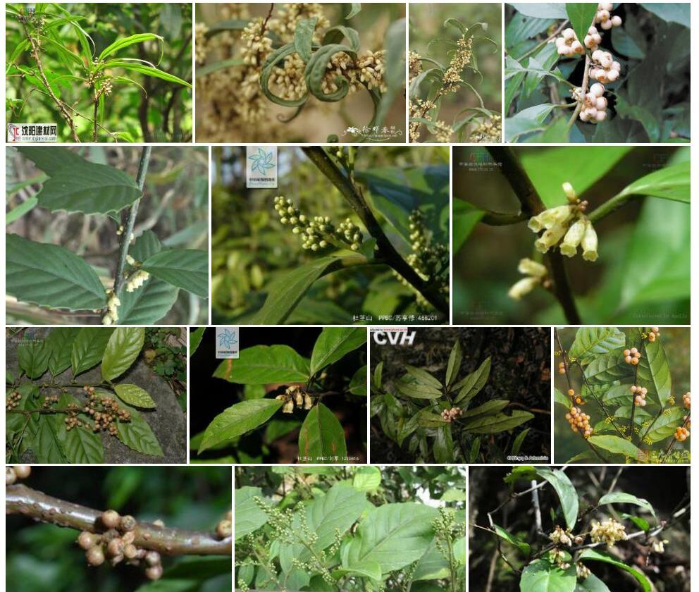 柳叶杜茎山照片和图片/